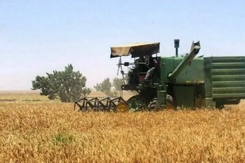 حساب گندم‌کاران تسویه شد