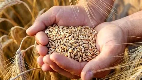 شروع خرید تضمینی گندم با پرداخت علی الحساب
