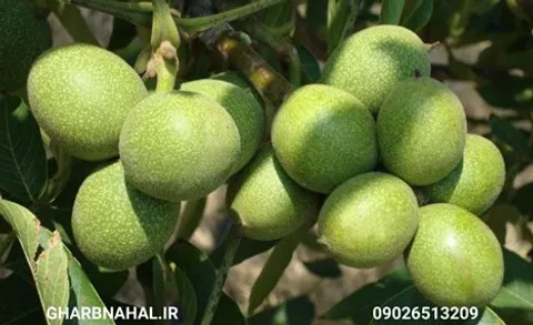 معرفی ارقام گردو تجاری و پولساز