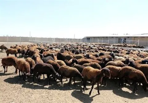 قیمت جدید دام‌زنده اعلام شد